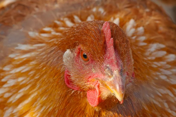 Chicken head — Stock Photo, Image