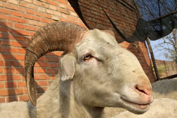 Schaf mit kleinem Schwanz — Stockfoto