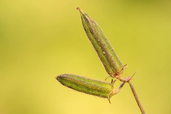 Sementes de plantas daninhas — Fotografia de Stock