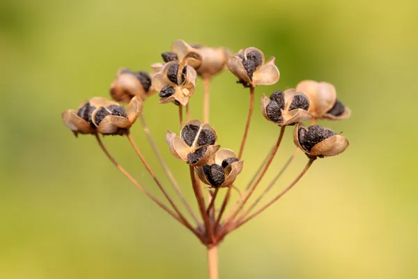 ネギ種子 — ストック写真