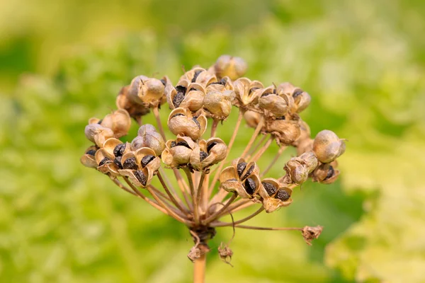 Semillas de puerro — Foto de Stock