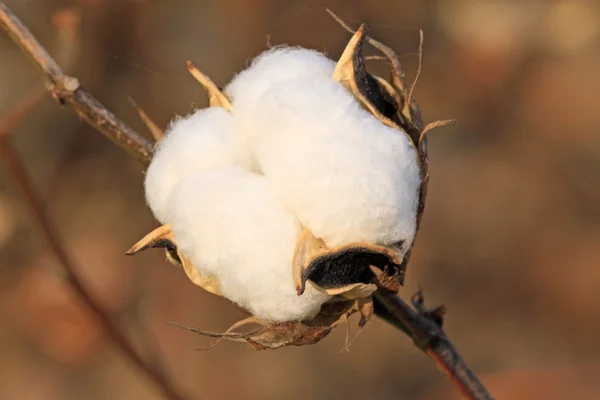 Cotton in the field — Stock Photo, Image