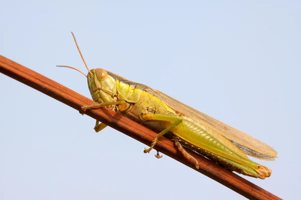 Oxya acechando en el tallo de la planta — Foto de Stock