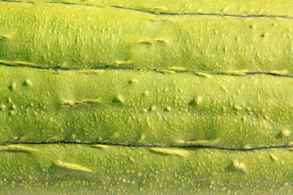 Зеленая кожа из тыквы — стоковое фото