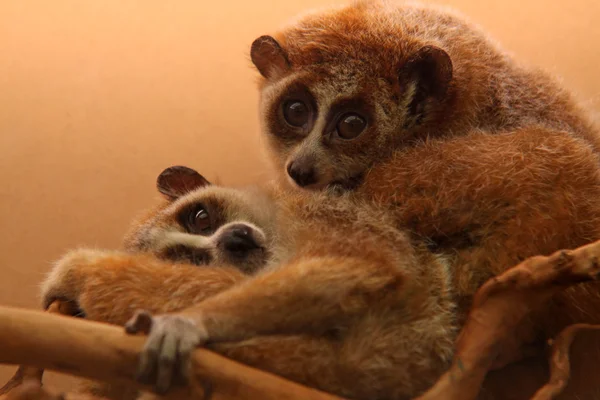 Yavaş lorises — Stok fotoğraf