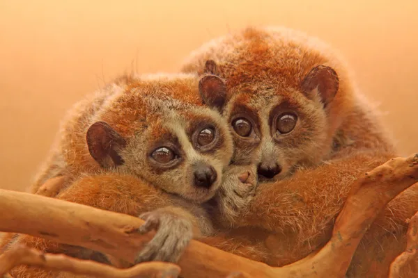 Yavaş lorises — Stok fotoğraf