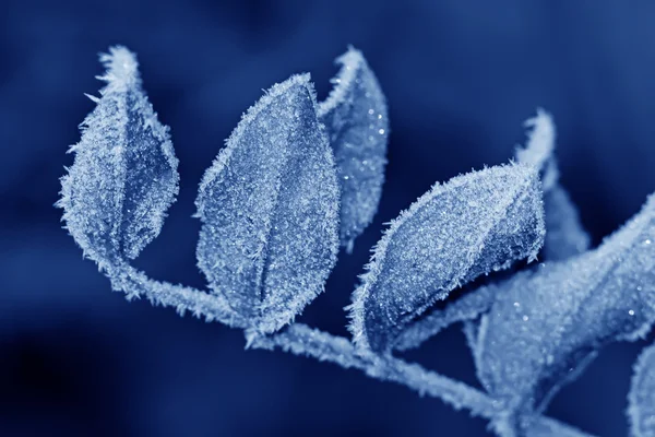 Blad med frost på vintern — Stockfoto