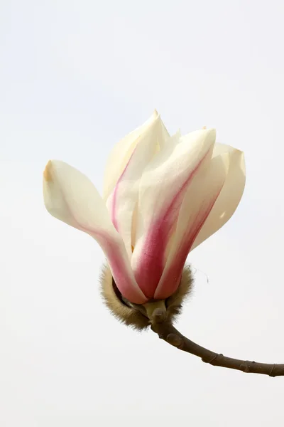 Kwiat magnolii — Zdjęcie stockowe