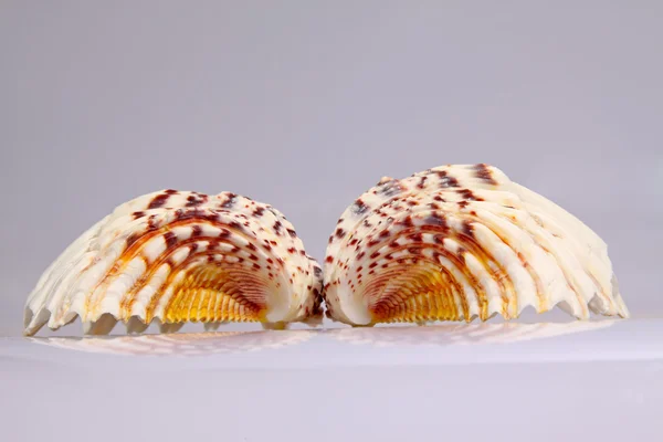 Beautiful conch shells — Stock Photo, Image