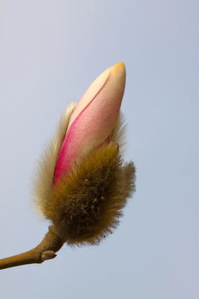 Magnolia blomma — Stockfoto