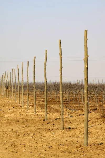 Rangées de souches dans le champ en hiver — Photo