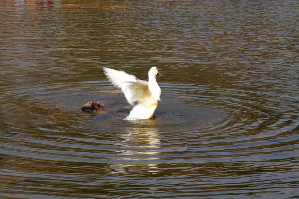 Patos no lago — Fotografia de Stock