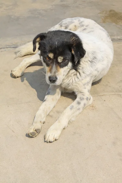 Haustier Hund — Stockfoto