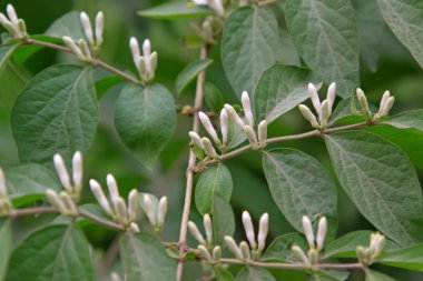 Hanımeli ağacında, bir Bahçe, Kuzey Çin'de