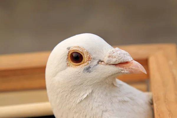 Características de cabeça de pombos em uma jaula — Fotografia de Stock