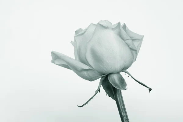 玫瑰花 — 图库照片