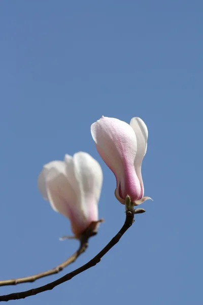 Kwiaty magnolii kwitnie wczesną wiosną w Chinach — Zdjęcie stockowe