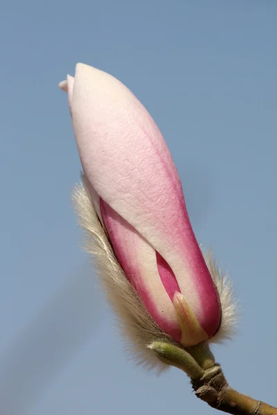 Fiori magnolia fioritura all'inizio della primavera in Cina — Foto Stock