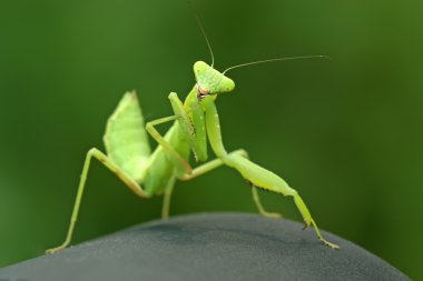 closeup Mantis