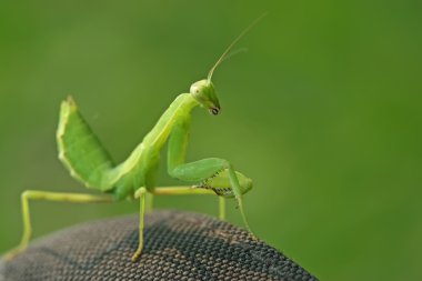 closeup Mantis