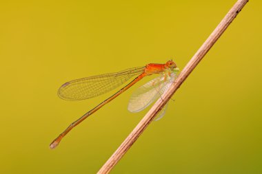 Predator yusufçuklar