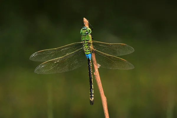 Dragonfly — Stock Photo, Image