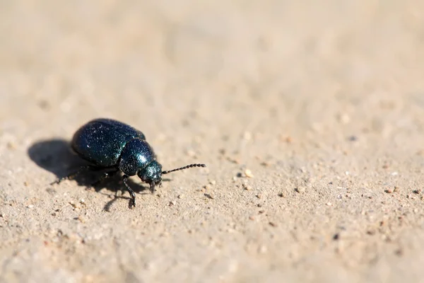 Leaf beetle on the ground — Stock Photo, Image