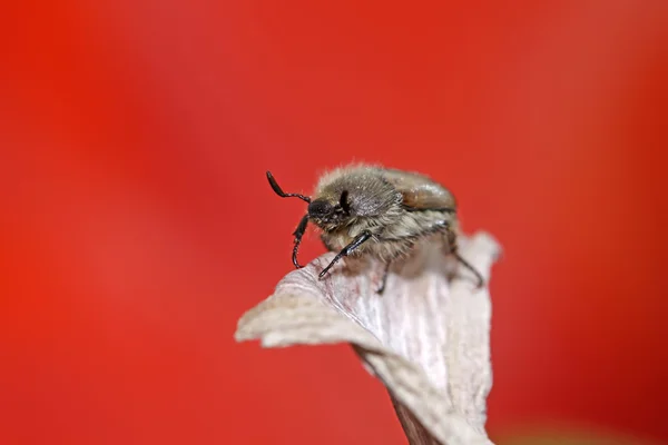 Coleoptera rovarok májusi cserebogár — Stock Fotó