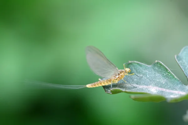 Ett slags insekter på bladen — Stockfoto