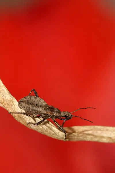 Stinkbug — Φωτογραφία Αρχείου