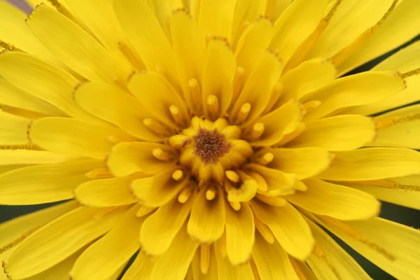 Квіти кульбаби в дикій природі — стокове фото