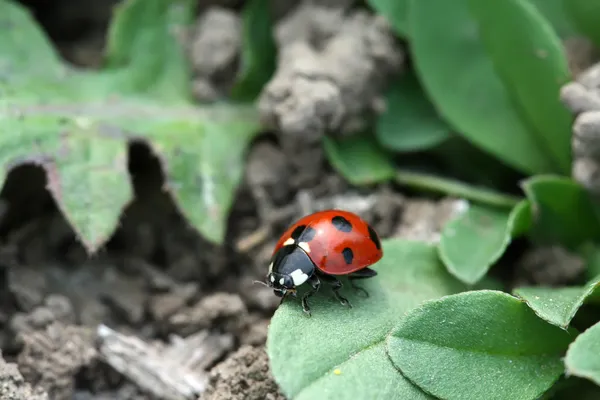 Une coccinelle sur les feuilles vertes dans la nature — Photo