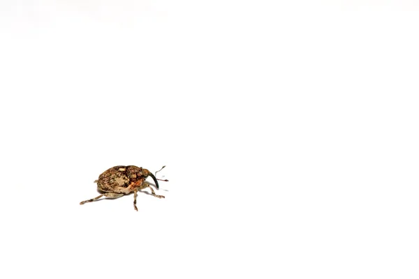 Weevil. —  Fotos de Stock