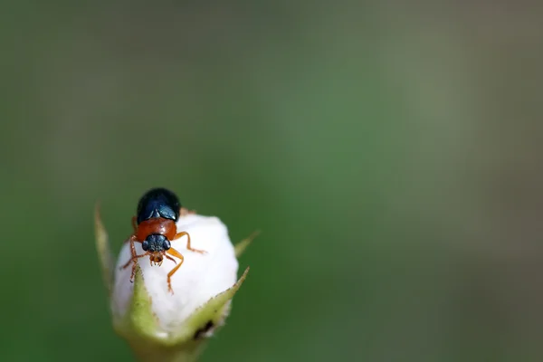 Uno scarabeo foglia ha un resto sulla foglia — Foto Stock