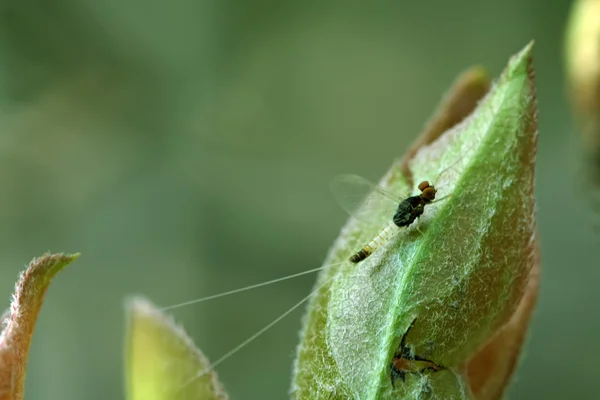 Ett slags insekter på bladen — Stockfoto