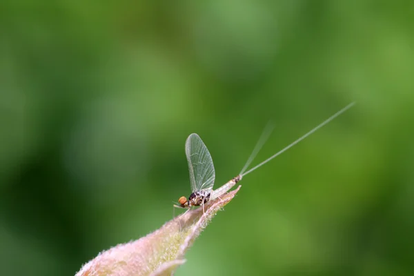 Um tipo de insetos nas folhas — Fotografia de Stock