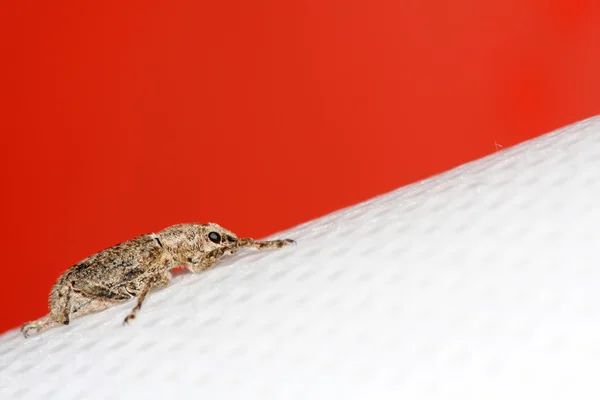 Close-up van weevil in een achtergrond in kleur — Stockfoto