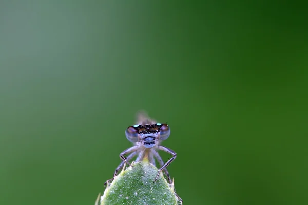 Insektsordningen — Stockfoto