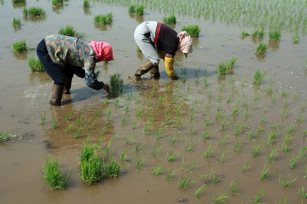 Rice seedling transplanting in rural China — Stock Photo, Image