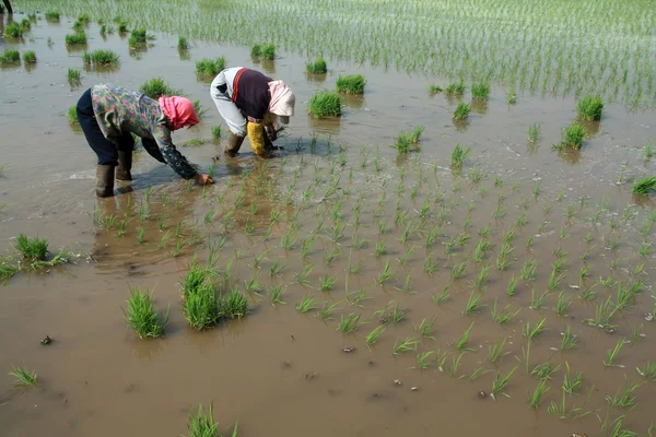 Transplantation de plantules de riz en Chine rurale — Photo