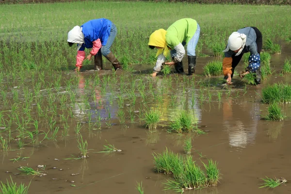 Transplante de mudas de arroz na China rural — Fotografia de Stock
