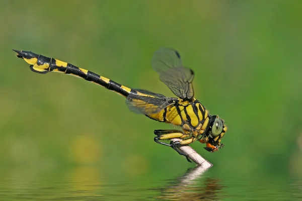 Libellen — Stockfoto