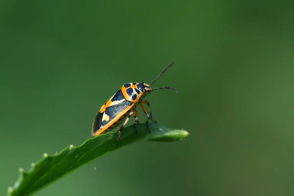 Cimice puzzolente — Foto Stock