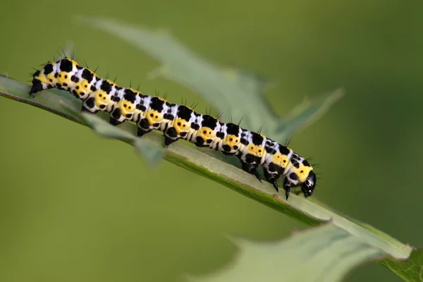 Личинка бабочки - гусеница — стоковое фото