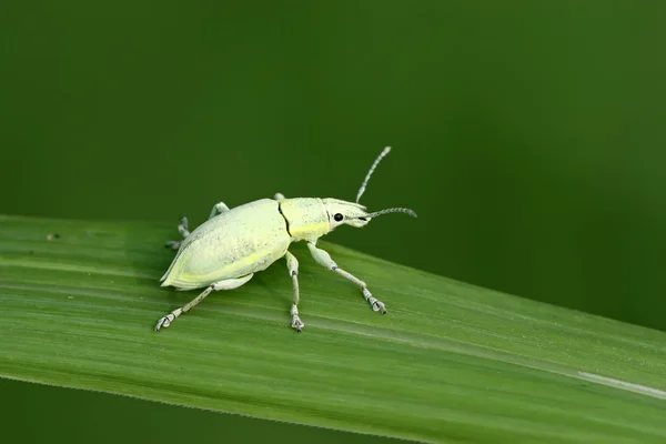 Groene weevil — Stockfoto