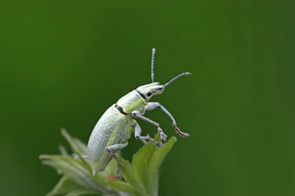 Gorgojo verde —  Fotos de Stock