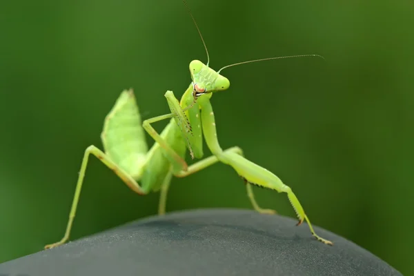 Närbild av mantis — Stockfoto