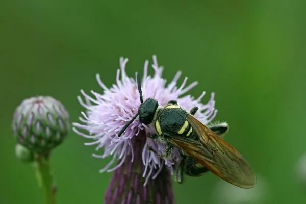 Bee seek honing op een bloem — Stockfoto