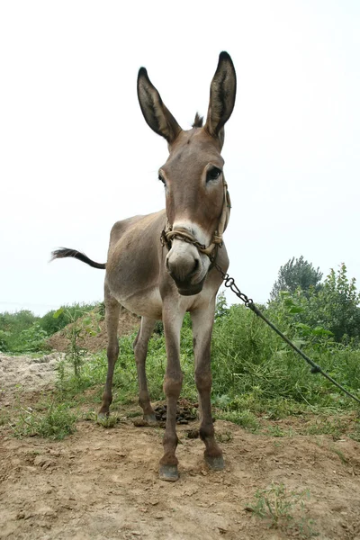 Ezel in de velden — Stockfoto