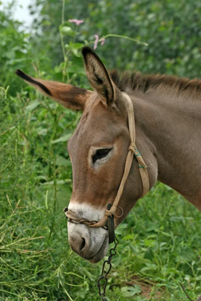 Donkey in the fields — Stock Photo, Image